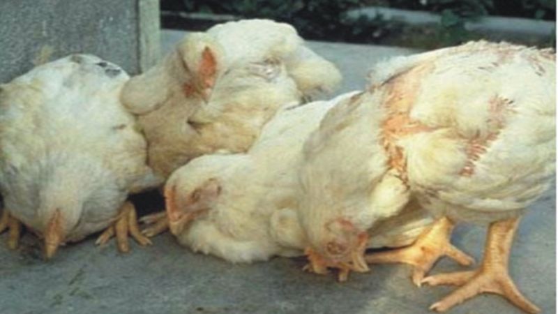 Biểu hiện của gà khi bị bệnh gumboro
