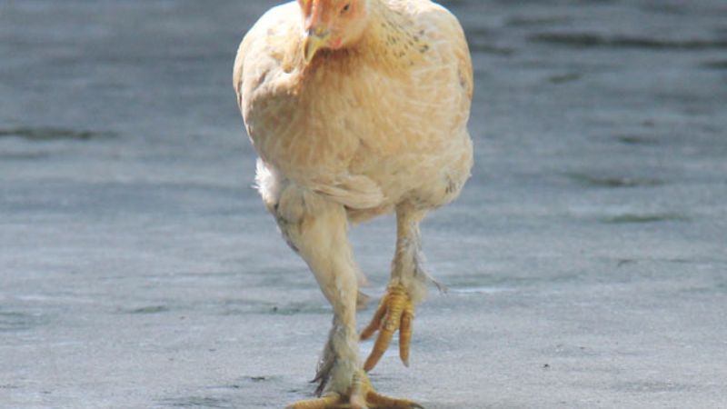 Có nên nuôi gà gà chân lông vảy loạn không? 