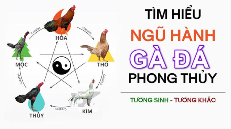 Hôm nay đá gà màu gì ngon? Tại sao phải chọn mạng màu gà đá