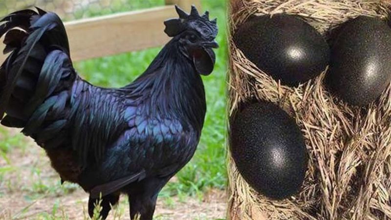 Trứng của giống gà này cũng có màu đen.